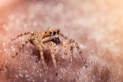 Close-up of spider on rug