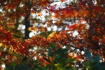 Low angle view of maple tree during autumn