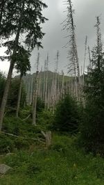 Trees on field in forest against sky