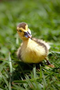 Close-up of a bird on field