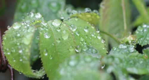 Close-up of water drops on leaves