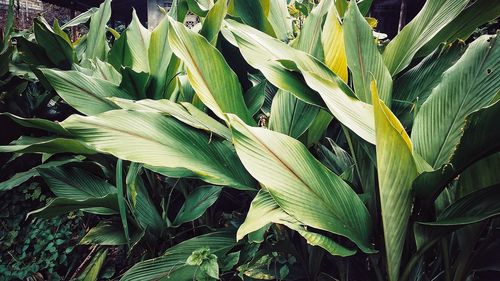 High angle view of plants growing on field