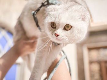 Close-up of hand holding cat