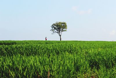 Scenic view of agricultural field against sky