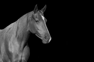 Horse standing in ranch against black background