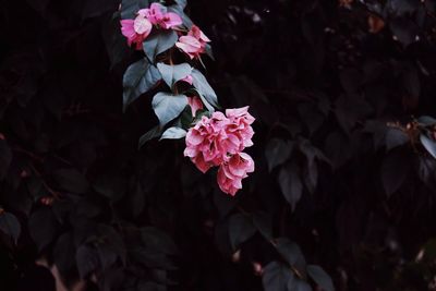 Close-up of pink flowering plant