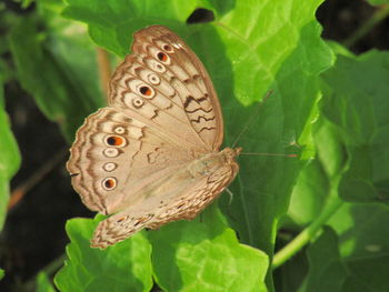 Close-up of butterfly on leaf