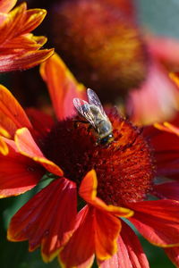 Close-up of insect on red flower