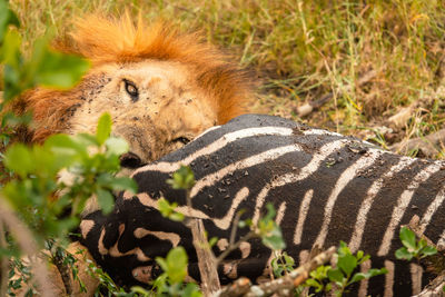 Close-up of lioness