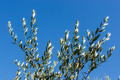 Low angle view of plants against clear blue sky