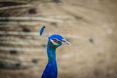 Close-up of peacock