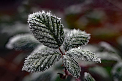 Close-up of pine tree during winter