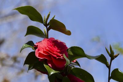 Close-up of red flowering plant