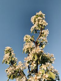Low angle view of cherry blossom tree against clear sky