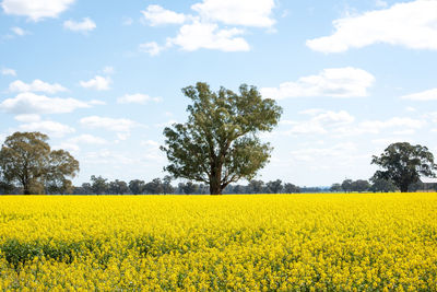 Canola crops in rural australia