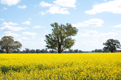 Scenic view of oilseed rape field against sky