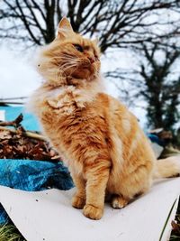 Close-up of a cat sitting