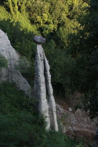 Moss on rock in forest