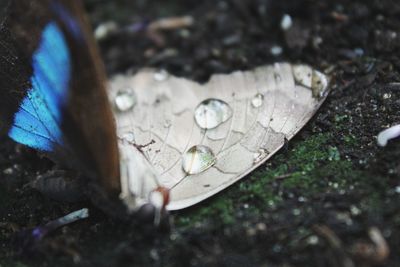 Close-up of turtle in water