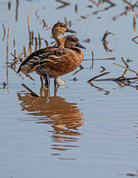 View of birds in lake