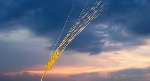 Low angle view of vapor trail against sky