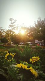 Yellow flowers blooming in field