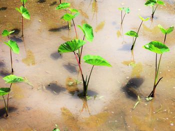 High angle view of ducks floating on water
