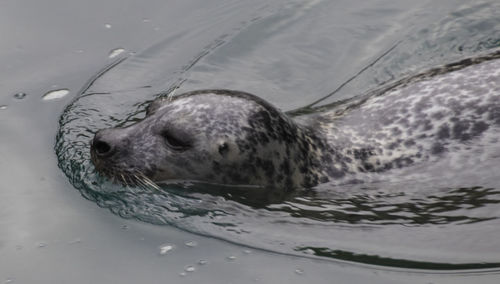 High angle view of sea lion swimming on beach