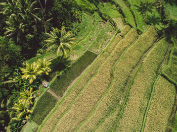 High angle view of rice terraces 