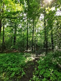 Trees growing in forest