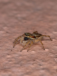 Close-up of insect on wall