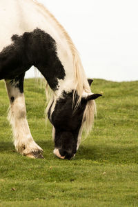 Horse grazing in a field