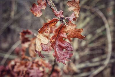 Close-up of wilted flowers on tree