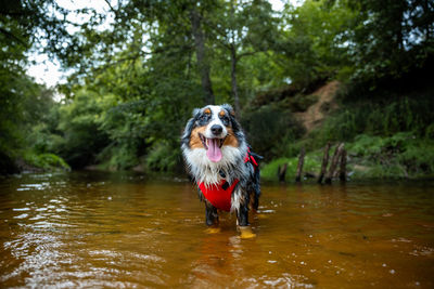 Dogs running in lake