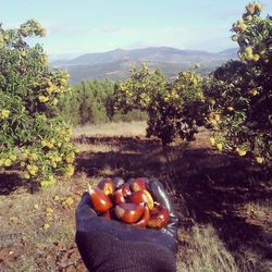 Full frame shot of tomatoes