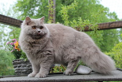 Portrait of cat sitting in yard