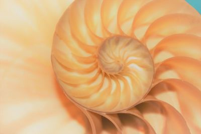 Close-up of shell on white background