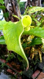 Close-up of water drops on plant