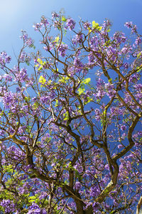 Low angle view of tree