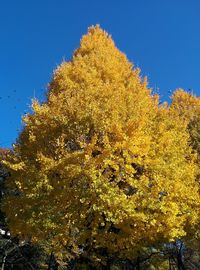 Low angle view of autumnal trees against clear blue sky