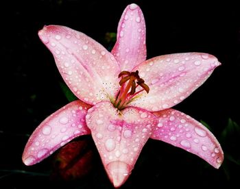 Close-up of wet pink flower