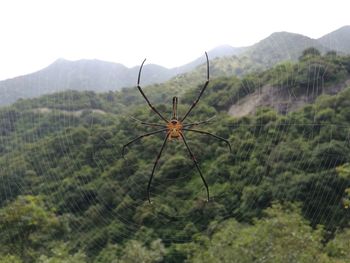 Close-up of spider on mountain