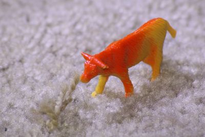 Close-up of insect on orange background