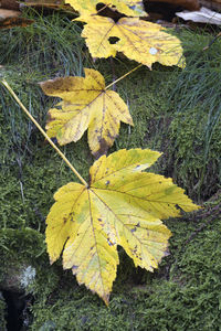 Close-up of yellow maple leaf on land