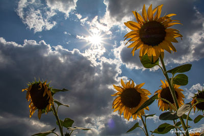 Low angle view of sunflower against sky