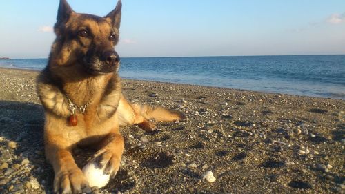 Portrait of a dog on beach