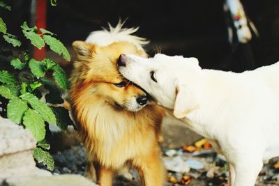 Dog biting other dog