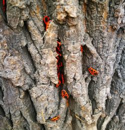 Close-up of lizard on tree trunk