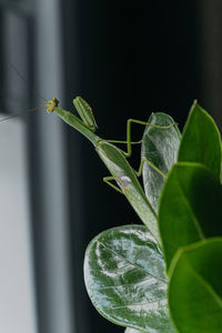 Close-up of grasshopper on plant