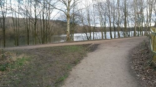 Bare trees by river